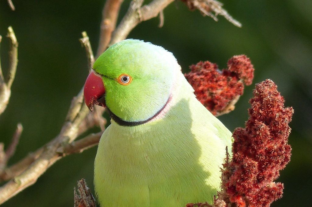 Different-Shades-of-Green-Parakeet