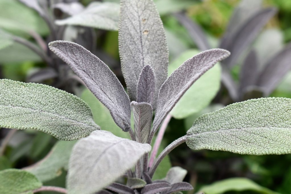 Different-Shades-of-Green-Sage