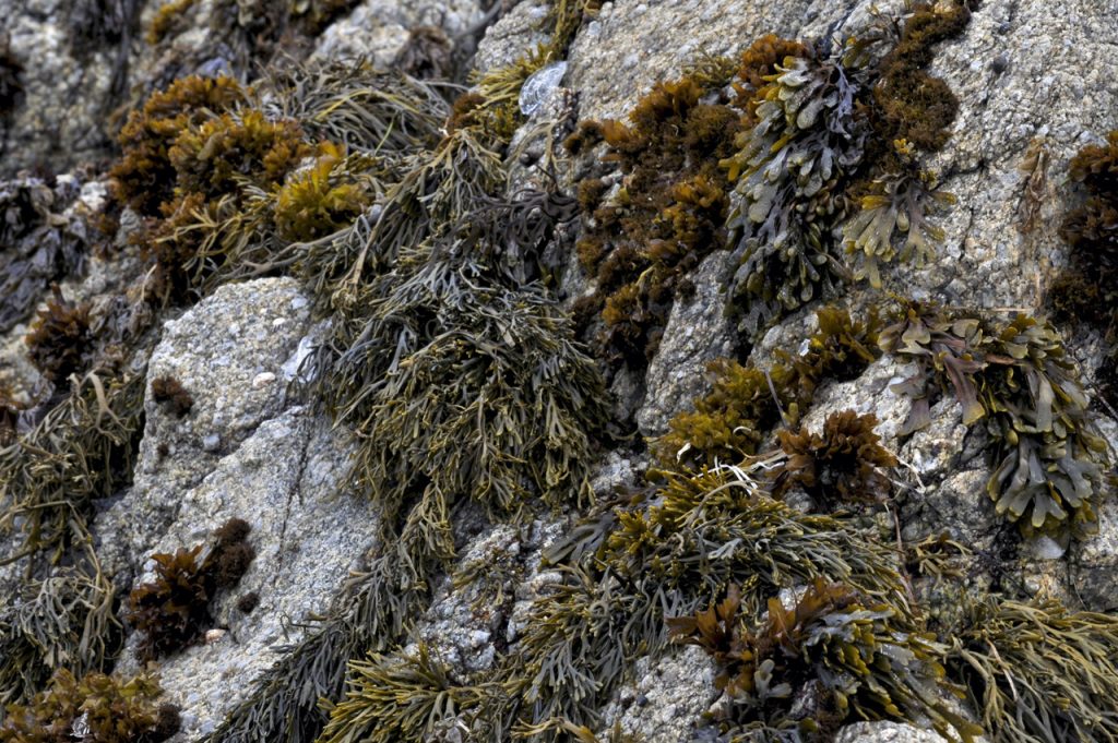 Different-Shades-of-Green-Seaweed
