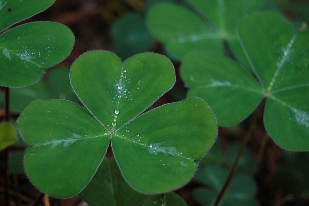Different-Shades-of-Green-Shamrock