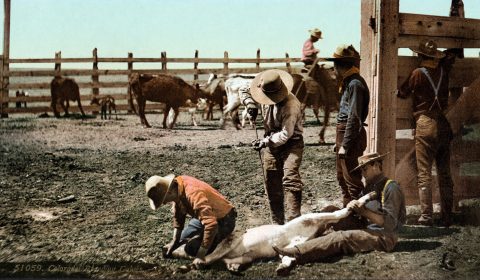 Colorado - Branding Calves c. 1900