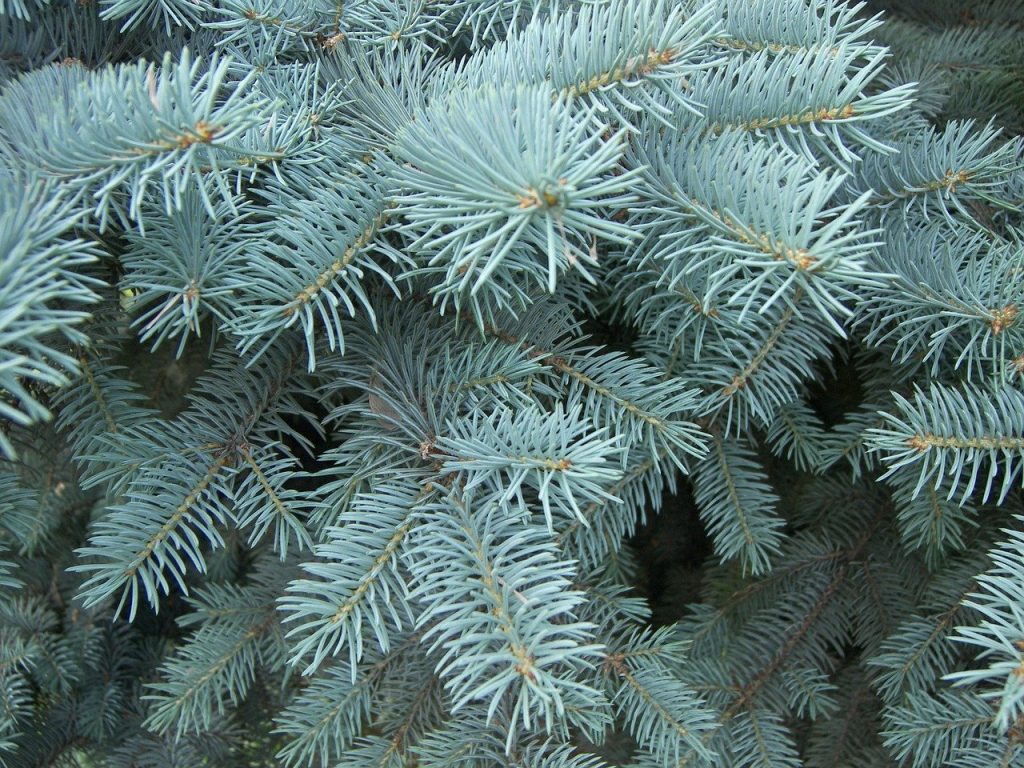 Shades of Blue Spruce Blue
