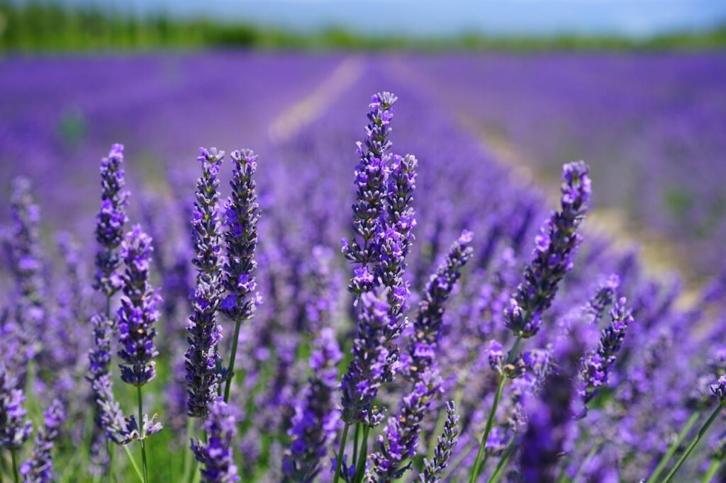 Shades of Purple Lavender