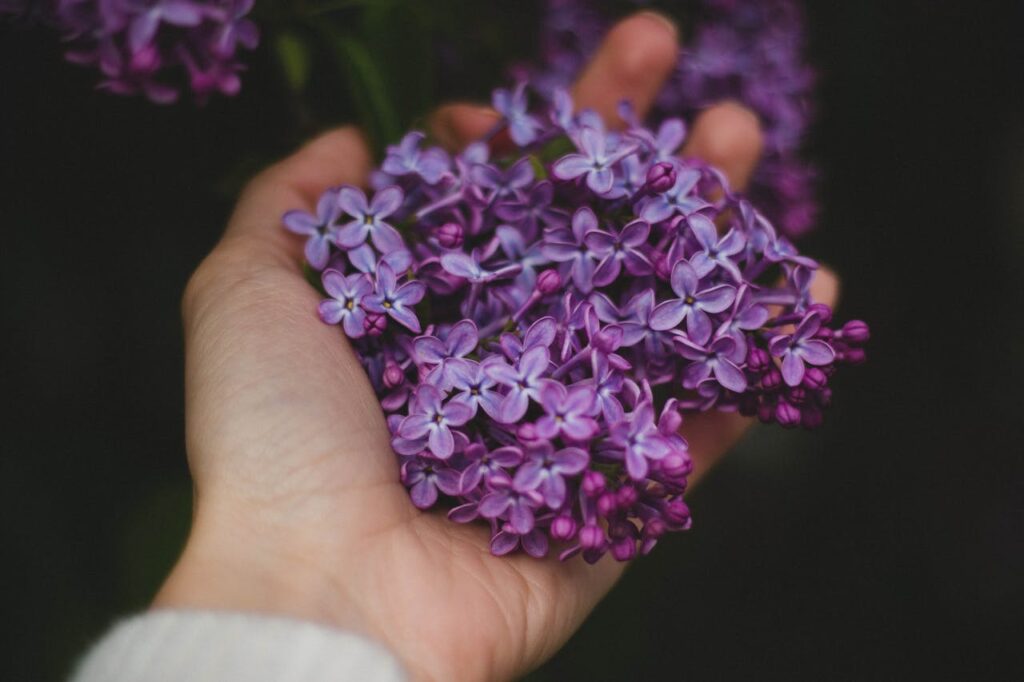 Shades of Purple Lilac