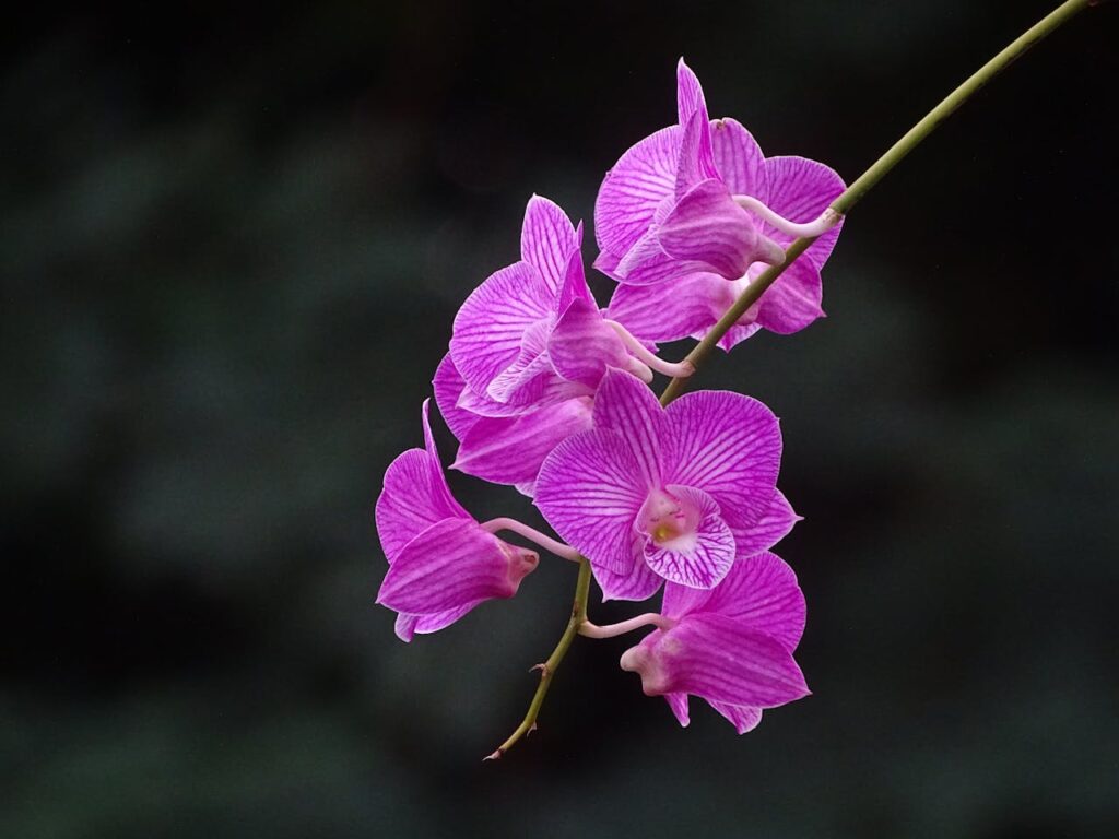 Shades of Purple Orchid