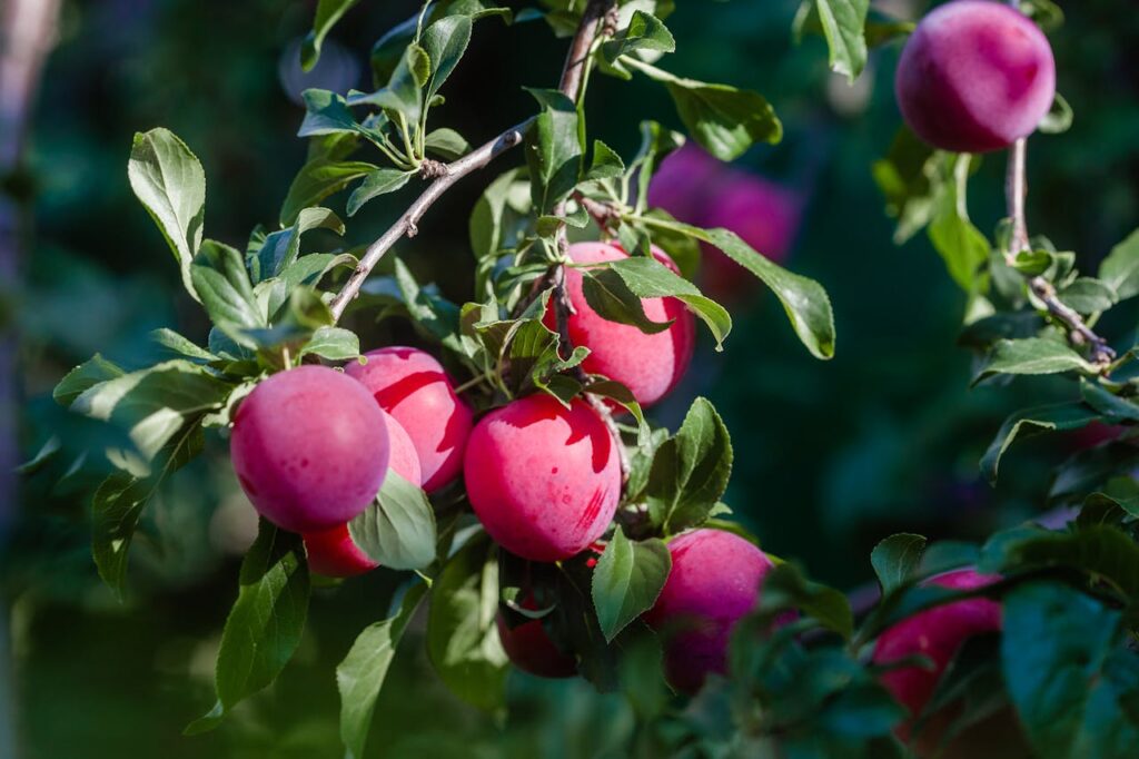 Shades of Purple Plum