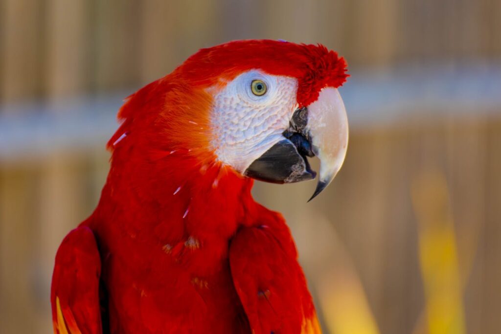 Shades of Red Scarlet